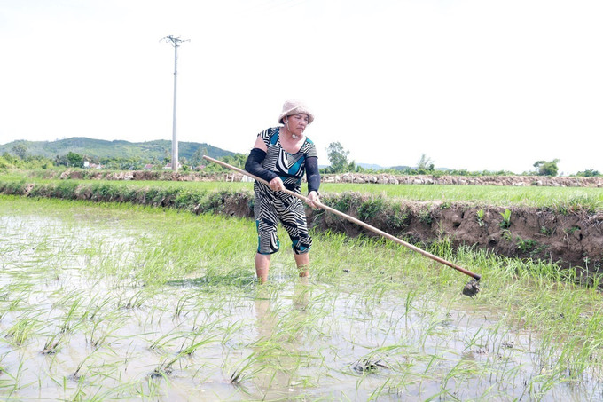 Nông dân xã Phú Hòa 2, tỉnh Đắk Lắk chăm sóc lúa hè thu sau khi có nước tưới. Nông dân xã Phú Hòa 2, tỉnh Đắk Lắk chăm sóc lúa hè thu sau khi có nước tưới.