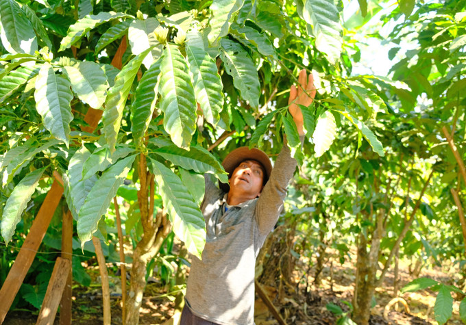 Ông K’Phân (xã Đinh Trang Thượng, huyện Di Linh, Lâm Đồng) là một trong những Đảng viên gương mẫu, đi đầu trong phát triển kinh tế tại địa phương. dong-bao-k-ho-1.jpg