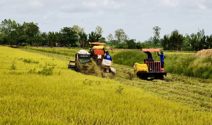 Người dân An Giang tranh thủ thu hoạch lúa Hè Thu khi thời tiết nắng ráo, tránh ảnh hưởng của mưa bão. Ảnh: Thanh Sang/TTXVN potal-an-giang-tap-trung-thu-hoach-dut-diem-vu-lua-he-thu-8253414.jpg