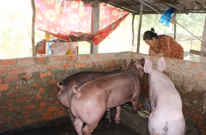 Chăn nuôi lợn là một trong những mô hình giúp nhiều hộ gia đình người Khmer giảm nghèo, phát triển kinh tế. Ảnh: Tuấn Kiệt/TTXVN