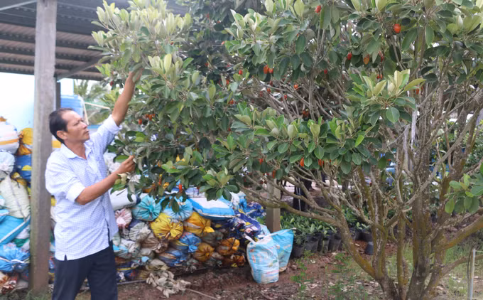 Từ nguồn vốn vay ưu đãi từ Ngân hàng chính sách xã hội, nhiều hộ gia đình Khmer của phường hiệp Thành (tỉnh Cà Mau) có điều kiện đầu tư phát triển mô hình trồng cây ăn quả, nâng cao thu nhập. Ảnh: Tuấn Kiệt/TTXVN
