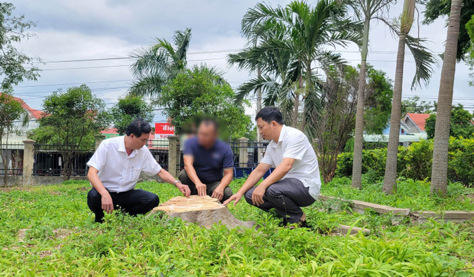 Gốc một cây xanh trong khuôn viên trụ sở xã Đông, huyện Kbang cũ (nay là trụ sở Đảng ủy xã Kông Bơ La, tỉnh Gia Lai) đã bị cưa hạ. Ảnh: Hoài Nam/TTXVN cay-xanh.jpg