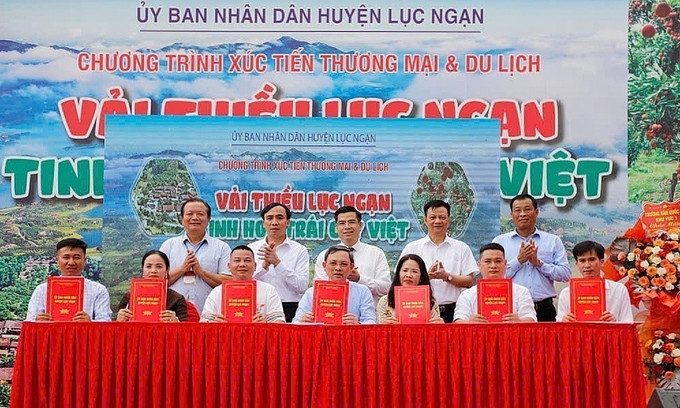 Lễ ký kết hợp tác tiêu thụ vải thiều. vai-thieu-1.jpg