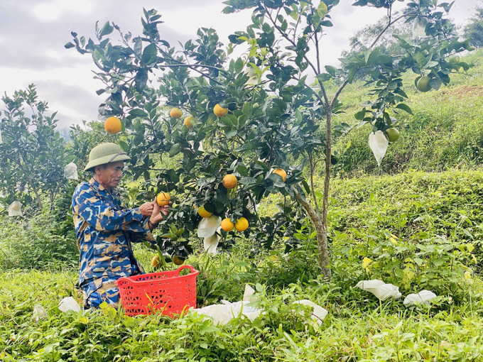 Người dân tại xã Vũ Quang (Hà Tĩnh) thu hoạch cam.