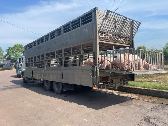 Phương tiện chở 220 con lợn bị lực lượng chức năng bắt giữ. Ảnh: TTXVN phát lon-1.jpg