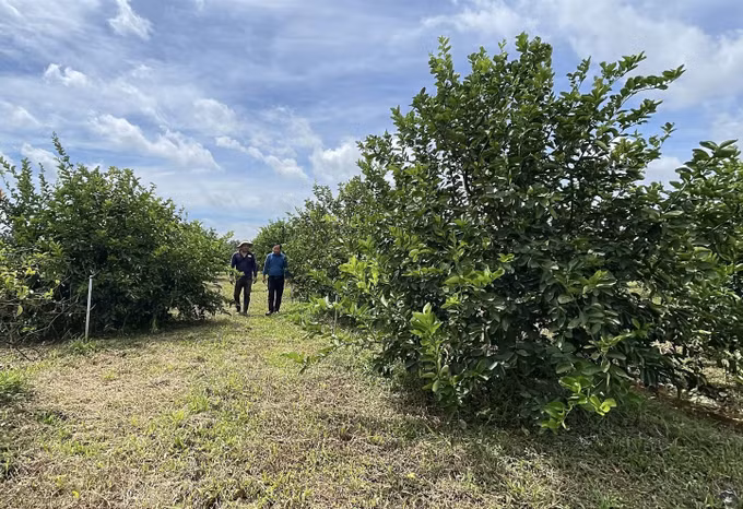 Vườn chanh không hạt 1,3 ha của gia đình ông Lâm Văn Quốc tại ấp Sóc, xã Tân An (Vĩnh Long).