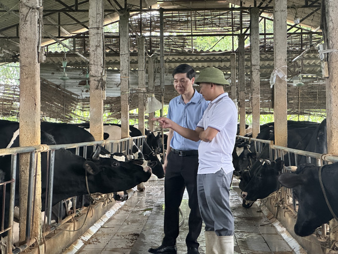 Anh Nguyễn Tiến Lộc trao đổi, hướng dẫn quy trình chăm sóc, vắt sữa để có chất lượng sữa đảm bảo an toàn vệ sinh thực phẩm. bo-sua-1.jpg