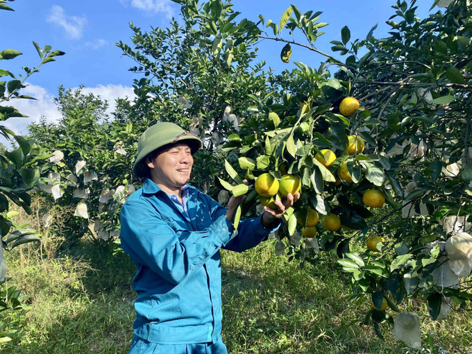 Ông Trần Văn Cửu (xã Hương Đô, tỉnh Hà Tĩnh) thu hoạch cam.