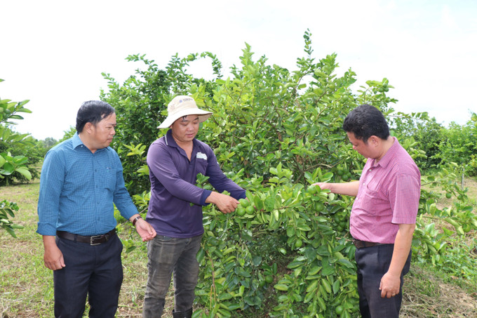 Vườn chanh không hạt 1,3 ha của gia đình ông Lâm Văn Quốc (giữa) tại xã Tân An (Vĩnh Long).