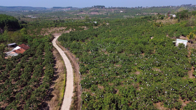 Toàn cảnh một vùng trồng xoài hàng chục hecta tại xã Đắk Gằn, huyện Đắk Mil, tỉnh Đắk Nông. gia-xoai-2.jpg
