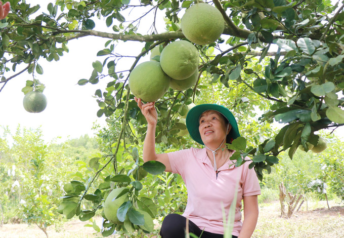 Bà Trần Kim Hoa giới thiệu vườn bưởi trồng theo hướng an toàn, sử dụng phân hữu cơ. Bà Trần Kim Hoa giới thiệu vườn bưởi trồng theo hướng an toàn, sử dụng phân hữu cơ.