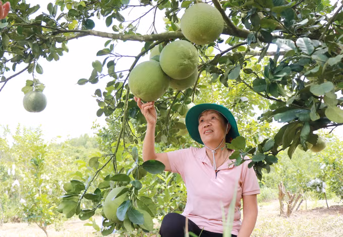 Bà Trần Kim Hoa giới thiệu vườn bưởi trồng theo hướng an toàn, sử dụng phân hữu cơ.