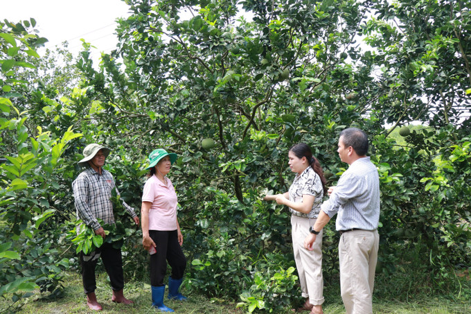 Nông dân dân tộc thiểu số cùng các cán bộ Trung tâm Khuyến nông kiểm tra vườn bưởi. 4-dung-1.jpg