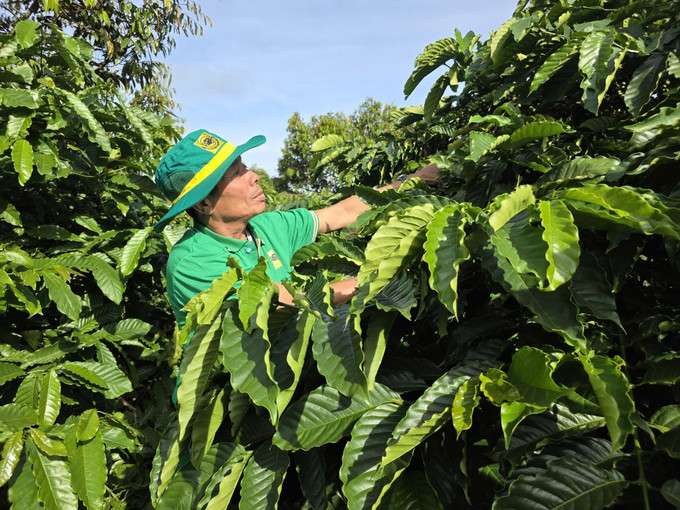Vườn cà phê áp dụng mô hình canh tác cà phê thông minh tại Gia Lai cho hiệu quả khả quan, tăng năng suất, chi phí đầu tư giảm.