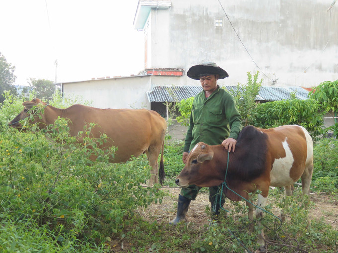 Nhờ bò cái sinh sản được hỗ trợ từ Chương trình mục tiêu Quốc gia giảm nghèo bền vững giai đoạn 2021 - 2025, gia đình ông A Phú (thôn Đăk Si, xã Dục Nông) đã thoát cận nghèo vào giữa năm 2025.