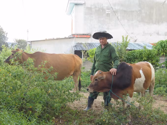 Nhờ bò cái sinh sản được hỗ trợ từ Chương trình mục tiêu Quốc gia giảm nghèo bền vững giai đoạn 2021 - 2025, gia đình ông A Phú (thôn Đăk Si, xã Dục Nông) đã thoát cận nghèo vào giữa năm 2025.
