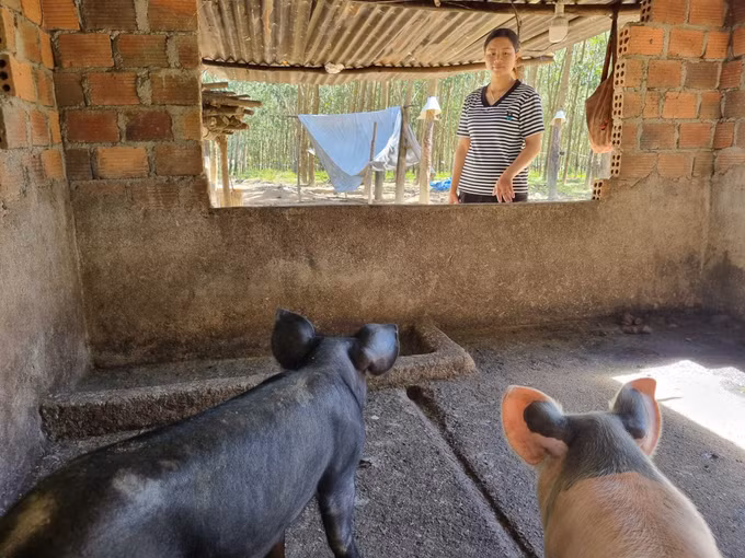 Nhờ bò cái sinh sản và đàn lợn được hỗ trợ từ Chương trình mục tiêu Quốc gia giảm nghèo bền vững giai đoạn 2021 - 2025, chị Y Pha (thôn Dục Nội, xã Dục Nông) đã thoát nghèo vào giữa năm 2024.