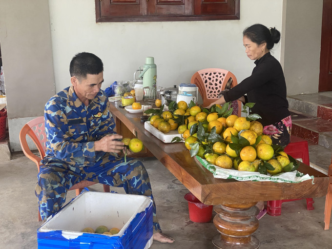 Người dân tại xã Vũ Quang (Hà Tĩnh) phân loại cam sau khi thu hoạch.