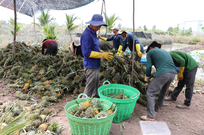 Nông dân Tiền Giang thu hoạch dứa (ảnh tư liệu). chuyen-canh-dua-1.jpg