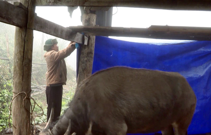 Người dân xã Sìn Hồ, tỉnh Lai Châu căng bạt phòng chống rét cho gia súc nơi có nền nhiệt độ xuống 1-3 độ C về đêm.
