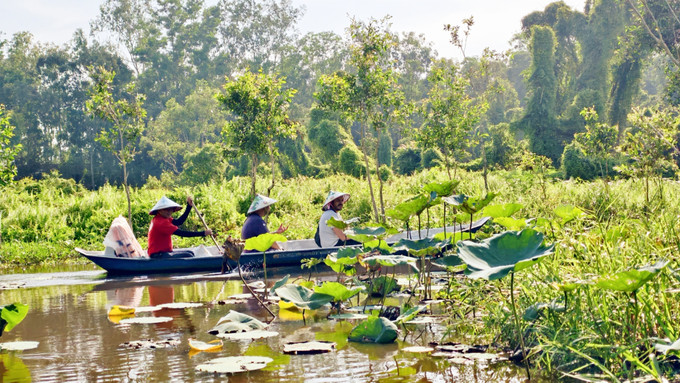 Khách du lịch quốc tế tham quan rừng tràm Trà Sư (thị xã Tịnh Biên, tỉnh An Giang). Ảnh: Thanh Sang/TTXVN Khách du lịch quốc tế tham quan rừng tràm Trà Sư (thị xã Tịnh Biên, tỉnh An Giang). Ảnh: Thanh Sang/TTXVN