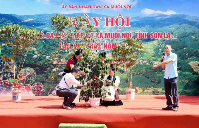 Bí thư Đảng ủy xã Muổi Nọi Huỳnh Minh Tuấn hướng dẫn nhân dân cách thu hoạch cà phê đúng quy chuẩn, đạt hiệu quả cao. son-la-le-hoi-7.jpg