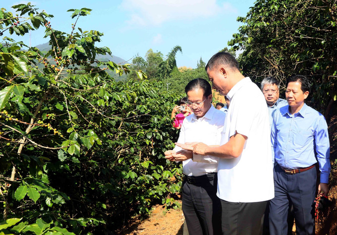 Lãnh đạo tỉnh Sơn La tham quan vườn cà phê tại xã Muổi Nọi. son-la-le-hoi-2.jpg