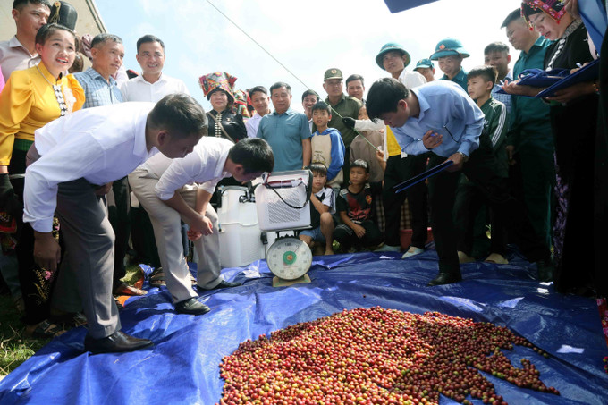 BGK cân cà phê của các đội tham gia nội dung thi hái quả tại Ngày hội. son-la-le-hoi-3.jpg