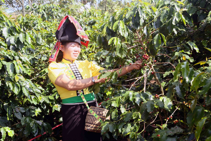 Các đội tham gia thi hái quả cà phê tại Ngày hội. son-la-le-hoi-1.jpg