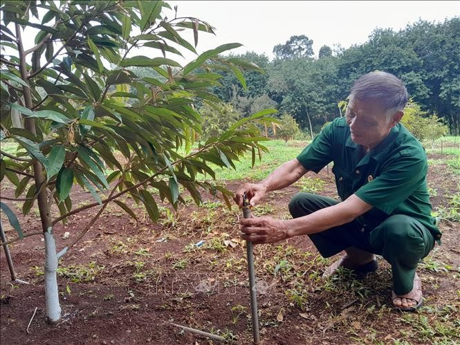 Cựu chiến binh Nguyễn Đình Thủy ở thôn Tân Lập, xã Phú Nghĩa kiểm tra vườn sầu riêng mới trồng. ccb-2.jpg