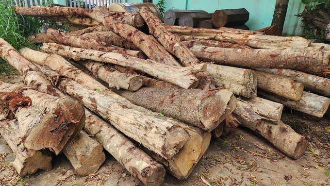 Tang vật vụ việc. Ảnh: TTXVN phát pha-rung-1.jpg