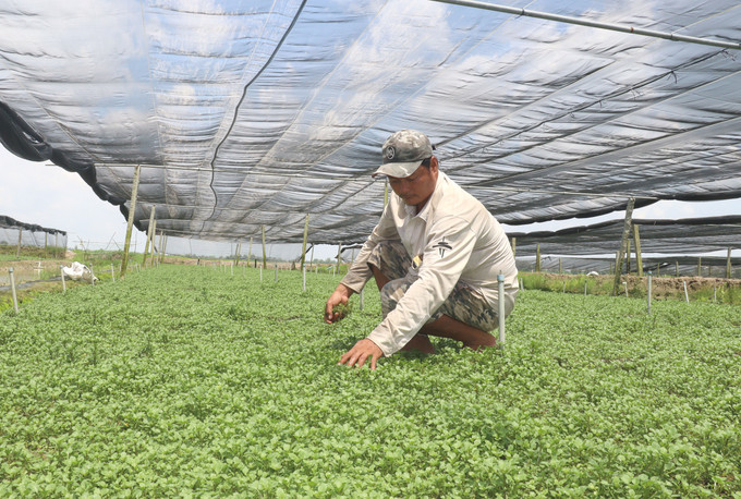 Nhờ nguồn vốn vay 80 triệu đồng, anh Nguyễn Ngọc Đặng (xã Thuận An, thị xã Bình Minh, tỉnh Vĩnh Long) có điều kiện nâng cao thu nhập từ mô hình trồng cải xà lách xoong. Ảnh tư liệu: Lê Thúy Hằng/TTXVN potal-vinh-long-nguon-von-tin-dung-chinh-sach-tao-be-do-giup-nguoi-dan-thoat-ngheo-6292222.jpg