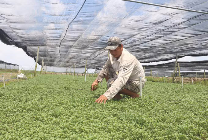 potal-vinh-long-nguon-von-tin-dung-chinh-sach-tao-be-do-giup-nguoi-dan-thoat-ngheo-6292222.jpg