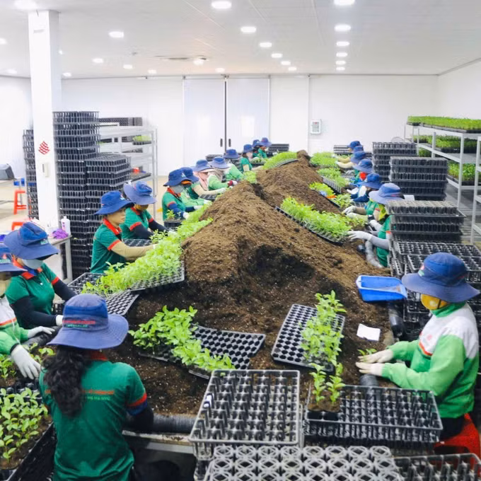 Trung tâm Giống cây trồng chất lượng cao Thông Đỏ thuộc Công ty cổ phần quốc tế Thông Đỏ (xã Chư Pứh, tỉnh Gia Lai). Ảnh: Hồng Điệp - TTXVN