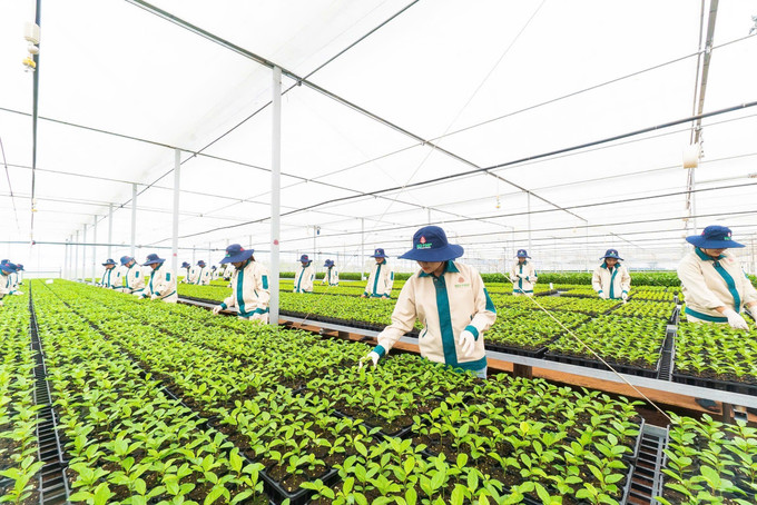 Trung tâm Giống cây trồng chất lượng cao Thông Đỏ thuộc Công ty cổ phần quốc tế Thông Đỏ (xã Chư Pứh, tỉnh Gia Lai). gia-lai-3.jpg