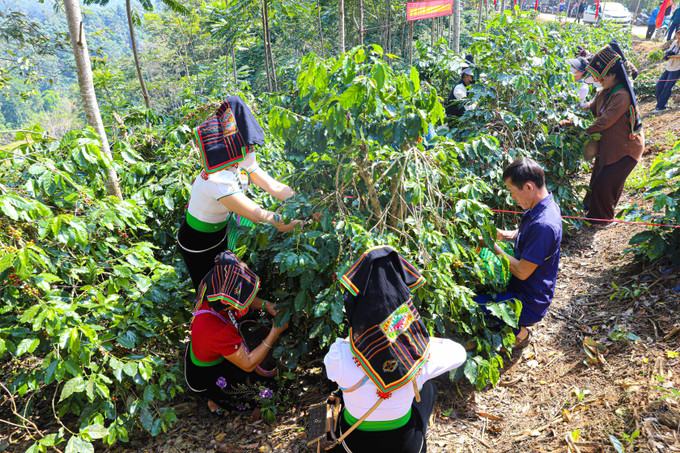 Phần thi hái ca phê thu hút đông đảo người dân tham gia. hai-ca-phe-3.jpg