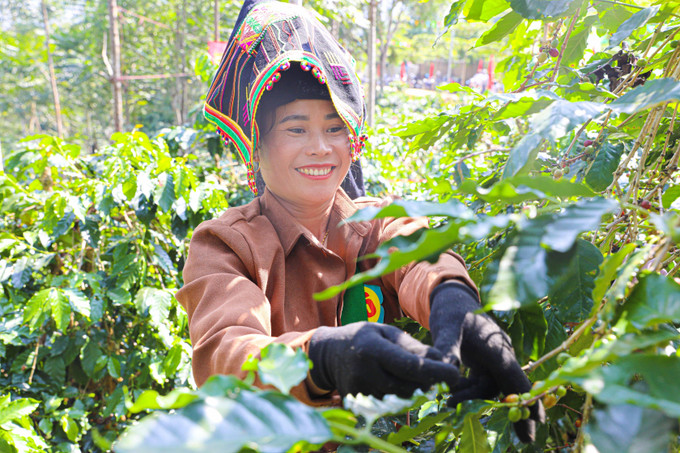 Phần thi hái ca phê thu hút đông đảo người dân tham gia. hai-ca-phe-4.jpg