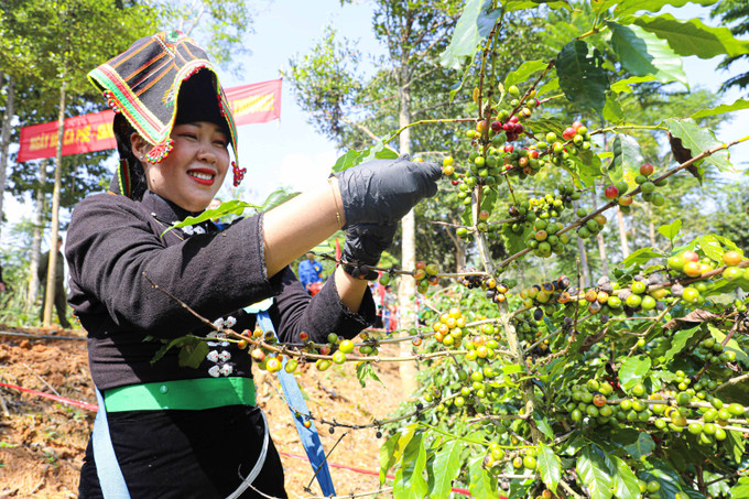 Phần thi hái ca phê thu hút đông đảo người dân tham gia. hai-ca-phe-5.jpg