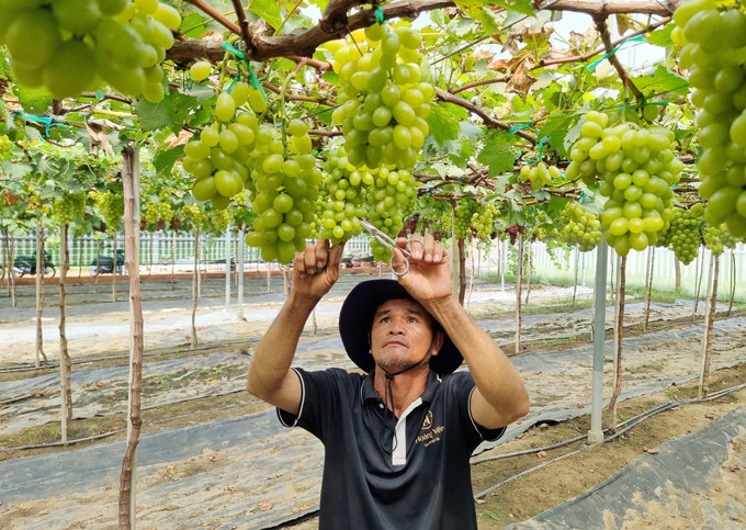 Ông Tống Minh Hải (xã Ninh Phước, tỉnh Khánh Hòa) chăm sóc vườn nho xanh chuẩn bị cho thu hoạch. nho-4.jpg