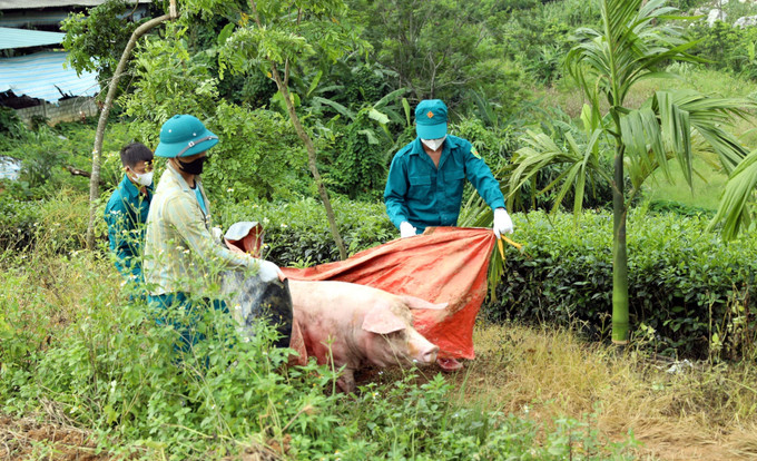 Xã Sơn Dương, tỉnh Tuyên Quang tiến hành tiêu hủy đàn lợn của gia đình ông Lăng Văn Tính, thôn Cây Thị, bị mắc dịch tả lợn châu Phi. dich-ta-2.jpg