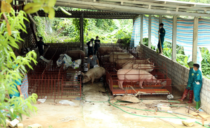 Xã Sơn Dương, tỉnh Tuyên Quang tiến hành tiêu hủy đàn lợn của gia đình ông Lăng Văn Tính, thôn Cây Thị, bị mắc dịch tả lợn châu Phi. dich-ta-1.jpg
