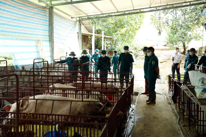 Xã Sơn Dương, tỉnh Tuyên Quang tiến hành tiêu hủy đàn lợn của gia đình ông Lăng Văn Tính, thôn Cây Thị, bị mắc dịch tả lợn châu Phi. Xã Sơn Dương, tỉnh Tuyên Quang tiến hành tiêu hủy đàn lợn của gia đình ông Lăng Văn Tính, thôn Cây Thị, bị mắc dịch tả lợn châu Phi.