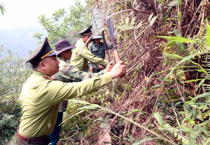 Các lực lượng chức năng xã biên giới Thanh Thủy cùng người dân phát thực bì, đảm bảo phòng chống cháy rừng. Ảnh: Đức Thọ/TTXVN