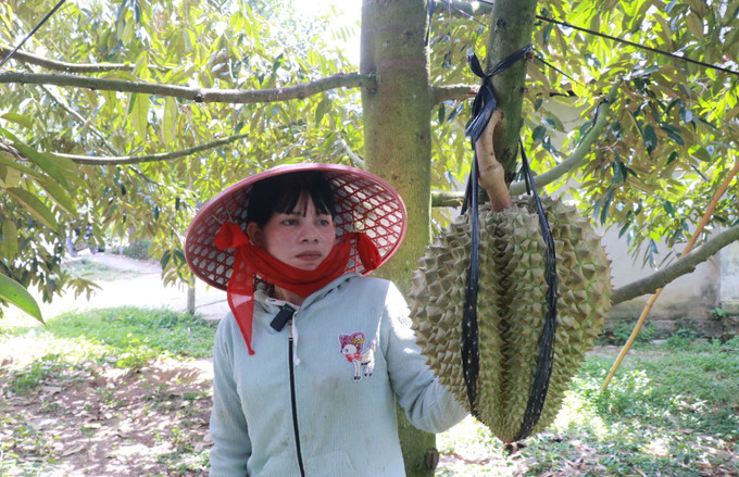 Chị Mấu Thị Quỳnh ở xã Khánh Sơn, tỉnh Khánh Hòa, thu hoạch được 40 tấn quả sầu riêng, mang lại nguồn thu lên đến 300 triệu đồng mỗi năm. Chị Mấu Thị Quỳnh ở xã Khánh Sơn, tỉnh Khánh Hòa, thu hoạch được 40 tấn quả sầu riêng, mang lại nguồn thu lên đến 300 triệu đồng mỗi năm.