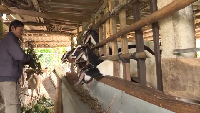 Người dân xã vùng cao Long Môn, huyện Minh Long (Quảng Ngãi) được hỗ trợ phát triển chăn nuôi. Người dân xã vùng cao Long Môn, huyện Minh Long (Quảng Ngãi) được hỗ trợ phát triển chăn nuôi.