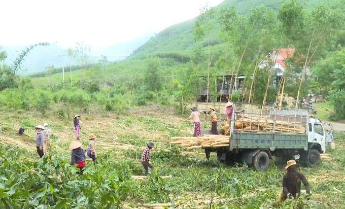 Người dân xã vùng cao Long Môn, huyện Minh Long (Quảng Ngãi) được hỗ trợ sản xuất, nâng cao thu nhập, cải thiện đời sống. Người dân xã vùng cao Long Môn, huyện Minh Long (Quảng Ngãi) được hỗ trợ sản xuất, nâng cao thu nhập, cải thiện đời sống.