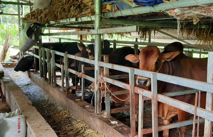 Chăn nuôi đại gia súc ở Cao Bằng. Ảnh minh họa: TTXVN phát cao-bang.jpg
