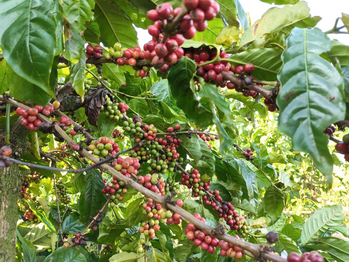 Diện tích canh tác cà phê thông minh tại Gia Lai cho năng suất, chất lượng cao.