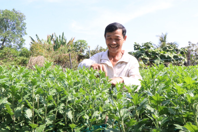 Người dân chăm sóc hoa để kịp cung ứng cho thị trường Tết trong và ngoài tỉnh.