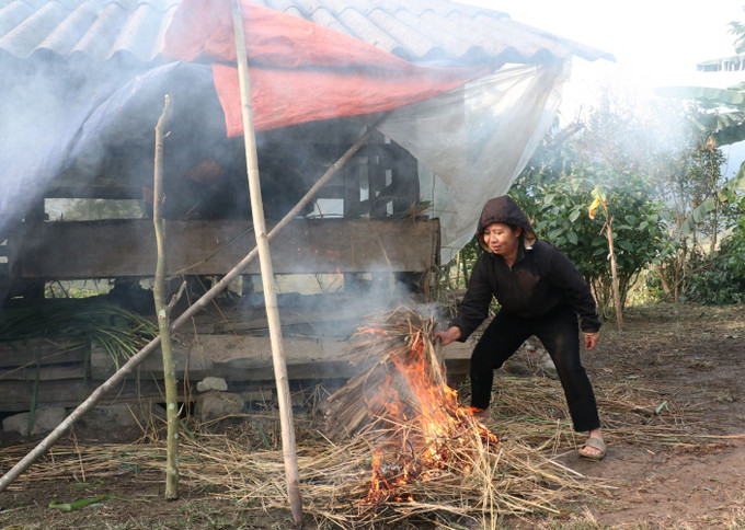 Người dân xã biên giới Minh Tân (Tuyên Quang) đốt lửa sưởi ấm cho trâu bò trong đợt rét đậm, rét hại. Ảnh: Đức Thọ/TTXVN